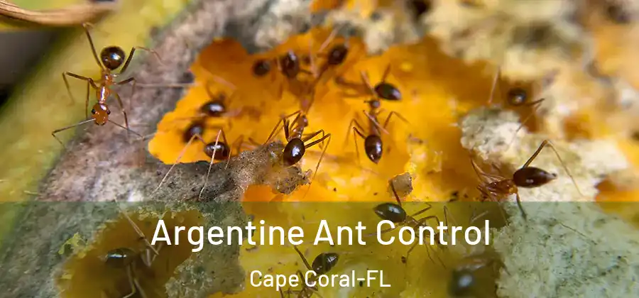  Argentine Ant Control Cape Coral-FL