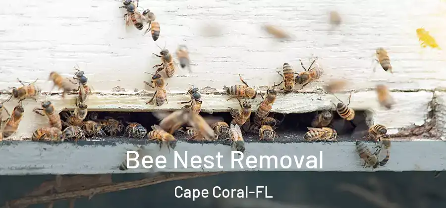  Bee Nest Removal Cape Coral-FL