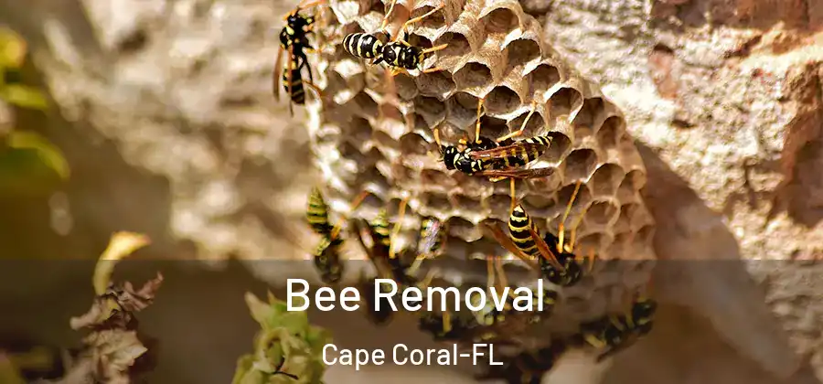 Bee Removal Cape Coral-FL