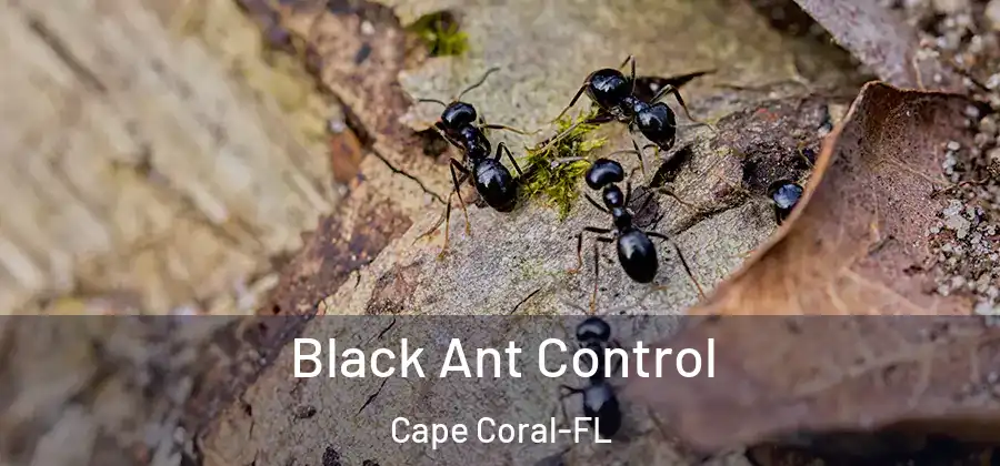 Black Ant Control Cape Coral-FL