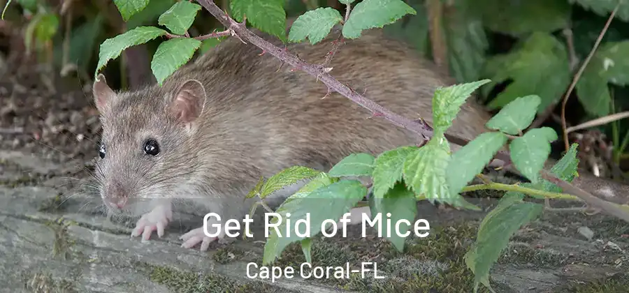 Get Rid of Mice Cape Coral-FL