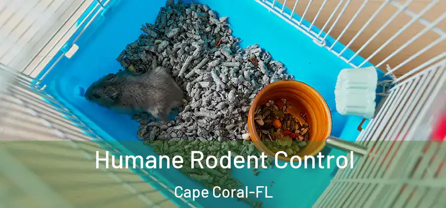 Humane Rodent Control Cape Coral-FL