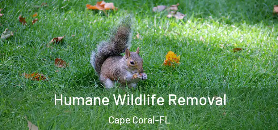 Humane Wildlife Removal Cape Coral-FL