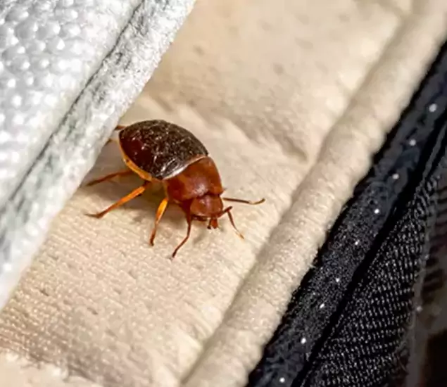 Trusted Bed Bug Prevention Specialists in Cape Coral, FL