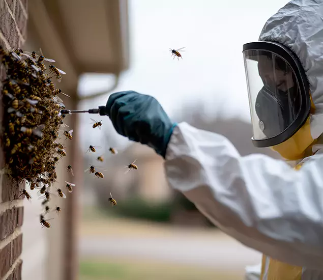 Your Bee Removal Company in Cape Coral, FL