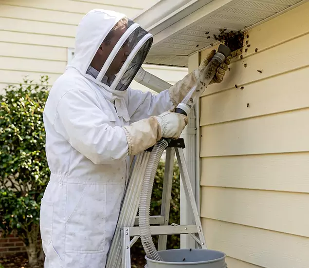 Your Affordable Bee Removal Company in Cape Coral, FL