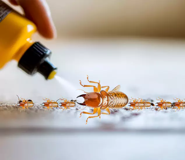 Reliable Bora Care Termite Experts in Cape Coral, FL