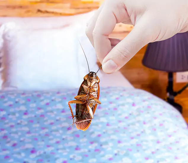 Expert Roach Control Services: Your Cockroach Pest Control in Cape Coral, FL