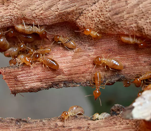 About Our Drywood Termite Treatment Experts in Cape Coral, FL