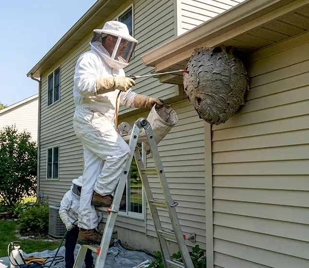 Expert Wasp Nest Removal: Your Local Wasp Nest Removal Company in Cape Coral, FL