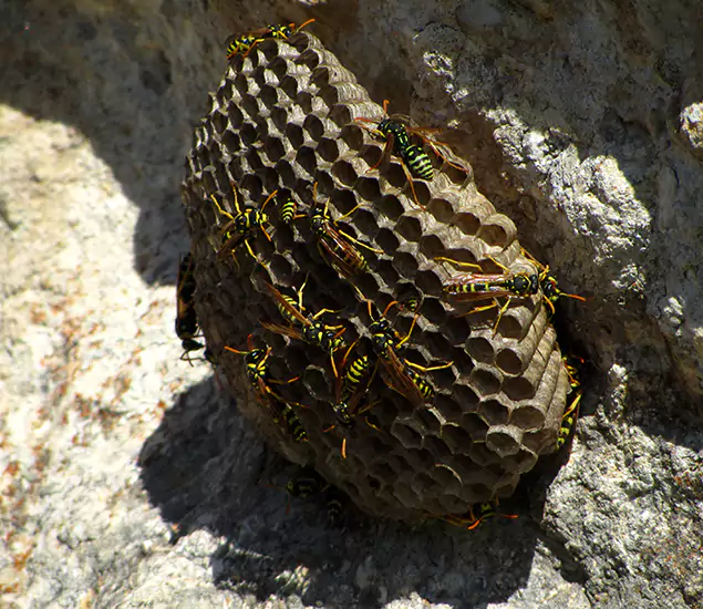 Your Local Hornet Removal Company in Cape Coral, FL
