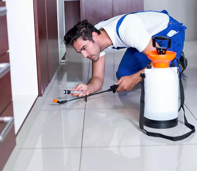 Reliable Professional Mouse Removal: Your Best Mouse Control Company in Cape Coral, FL