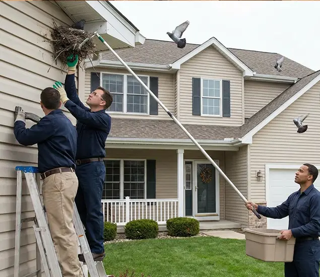Your Trusted Pigeon Removal Company in Cape Coral, FL