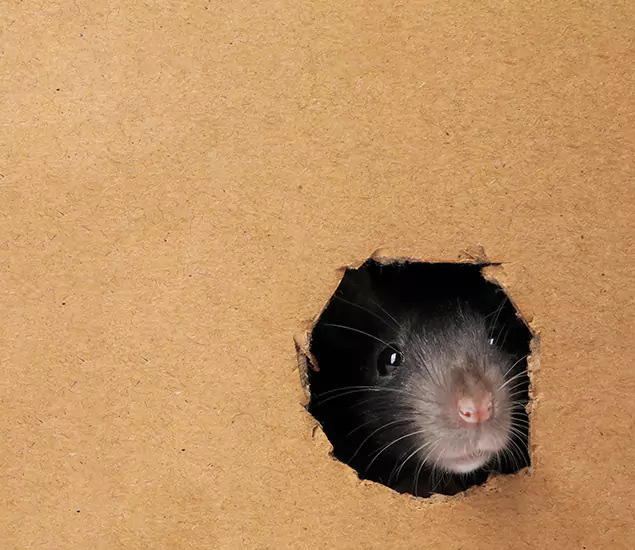 Rats in Attic Removal Experts in Cape Coral, FL