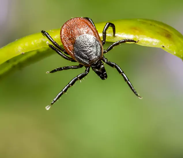 Your Trusted Tick Pest Control in Cape Coral, FL