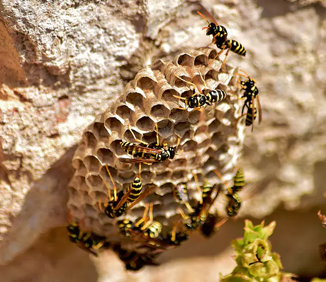 Your Best Wasp Removal Company in Cape Coral, FL