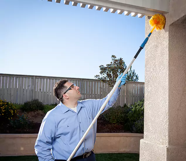 Your Trusted Wasp Removal Company in Cape Coral, FL