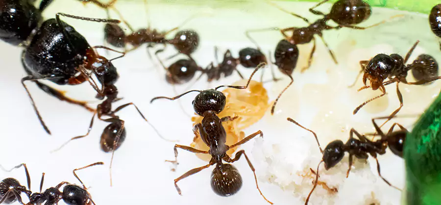 Argentine Ant Barrier Treatment in Cape Coral