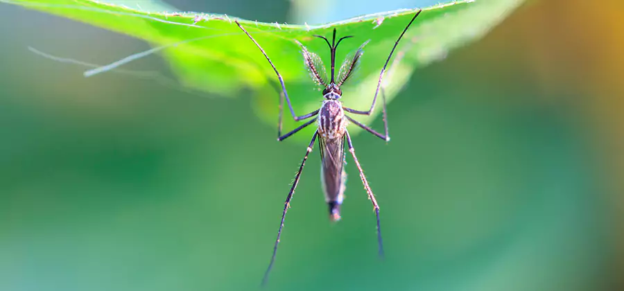Natural Mosquito Spray for Yard in Cape Coral