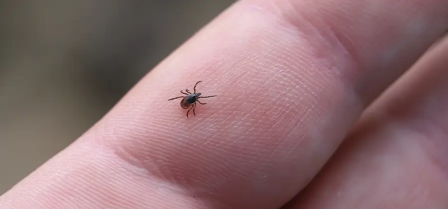 Infection Prevention for Bed Bug Bites in Cape Coral