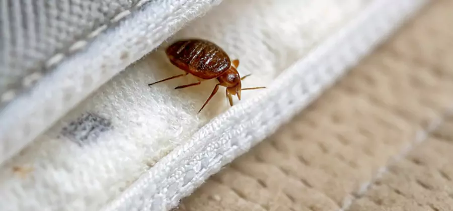 Tenting Bed Bug Fumigation in Cape Coral