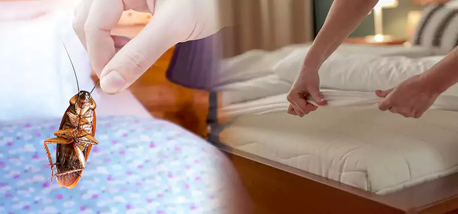 Bed Bug Home Extermination Service in Cape Coral
