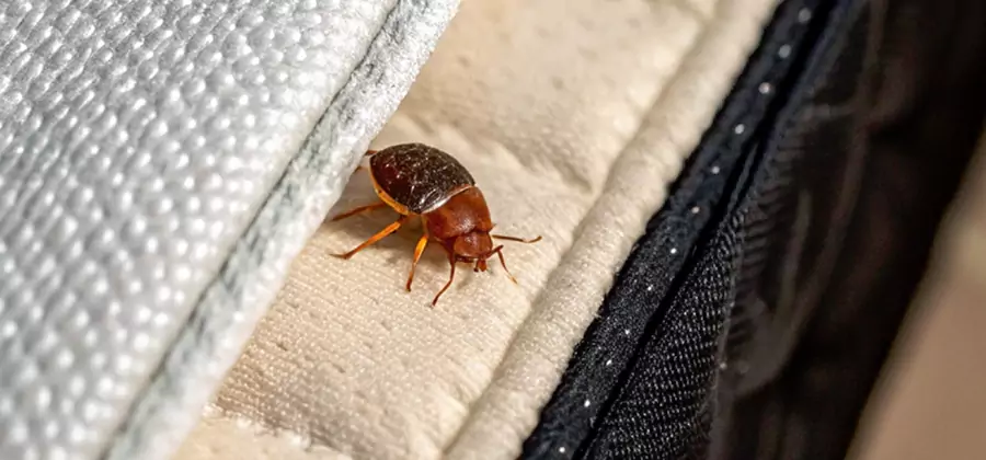 Commercial Bed Bug Control in Cape Coral