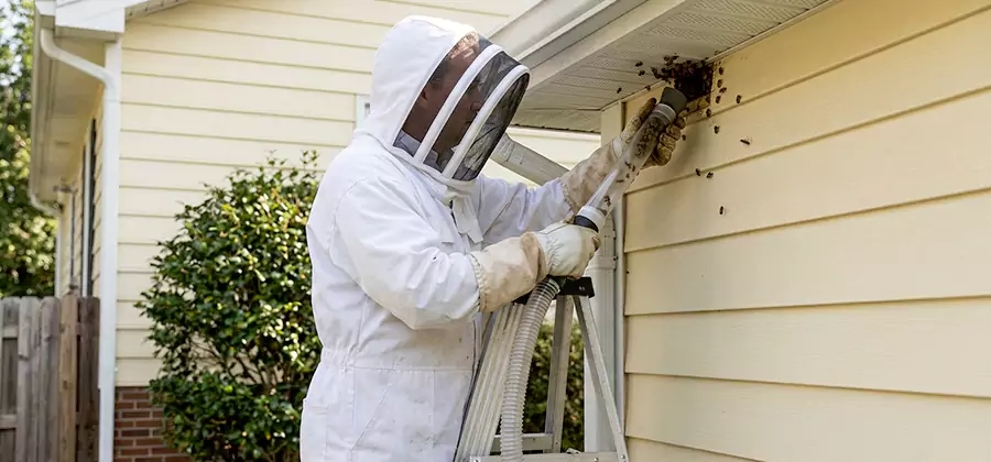 Ground Bee Removal in Cape Coral