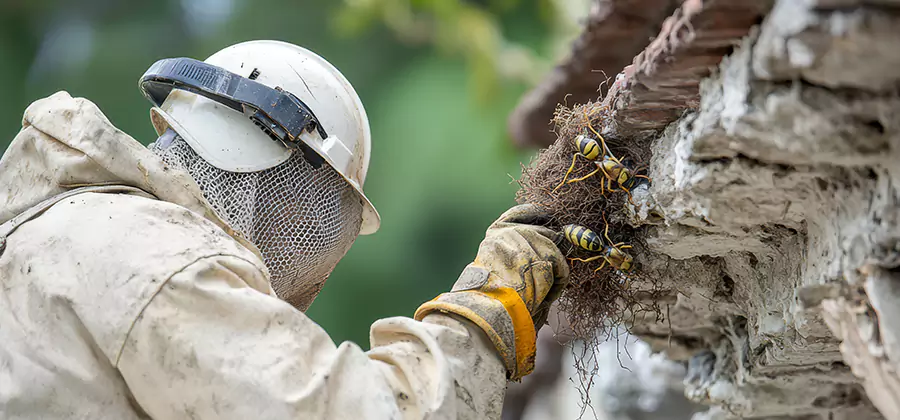 Bee and Wasp Hornet Removal in Cape Coral