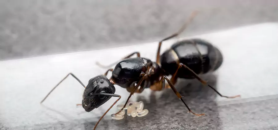 Black Ants in Kitchen Elimination in Cape Coral
