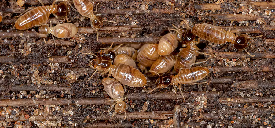 Bora Care Residential Termite Control in Cape Coral