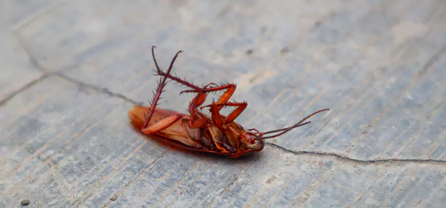 Cockroach Eradication for Commercial Properties in Cape Coral