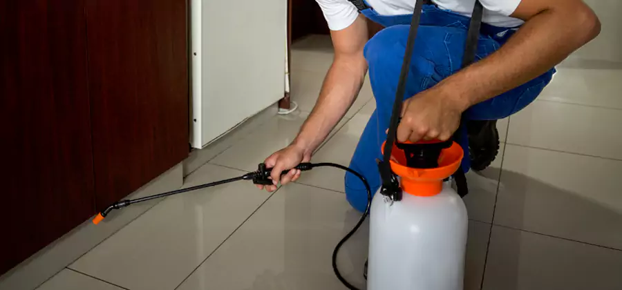 Palmetto Bug Exterminator in Cape Coral