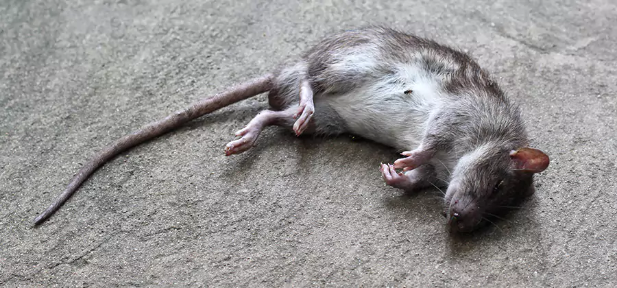 Dead Rat Disposal in Cape Coral