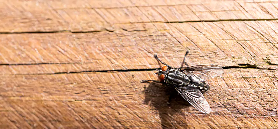 Flying Ant Barrier Treatment in Cape Coral