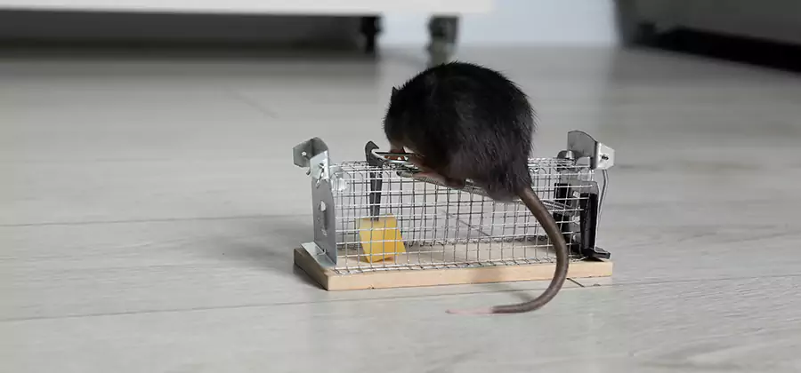 Mice in Attic Removal Cape Coral