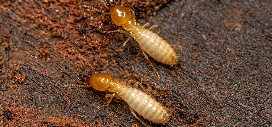 Structural Heat Termite Treatment in Cape Coral