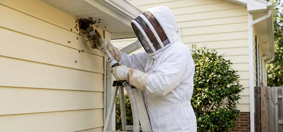 Wasp Nest in Wall Removal in Cape Coral