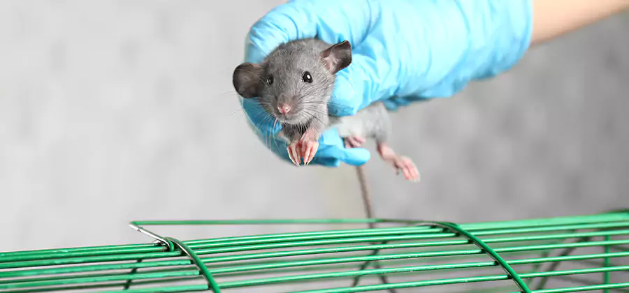 Humane Rat Trapping in Cape Coral