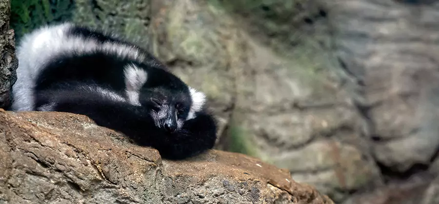 Humane Skunk Removal in Cape Coral