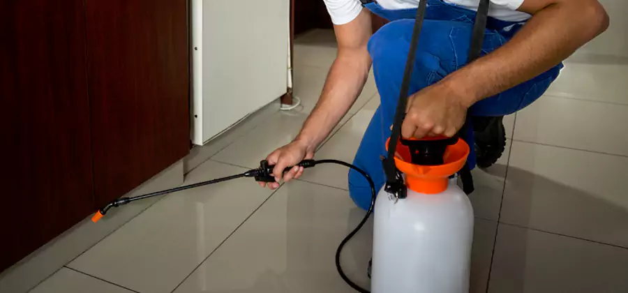 Indoor Insect Killer Solutions in Cape Coral