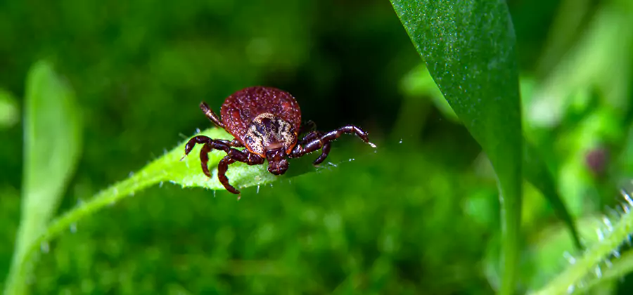 Tick Prevention for Yard in Cape Coral