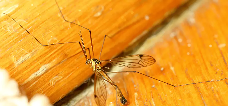 Exterior Mosquito Control in Cape Coral