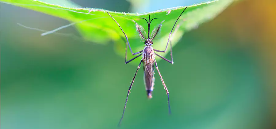 Pest and Mosquito Control for Yard and Patio in Cape Coral