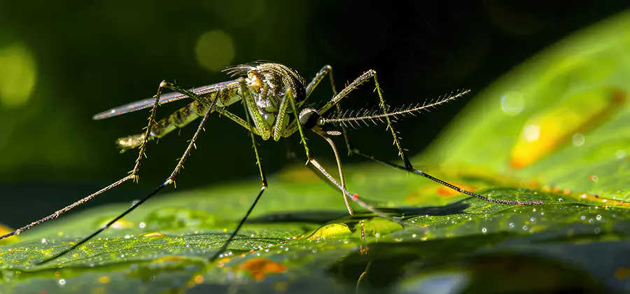 Tick and Mosquito Spray in Cape Coral