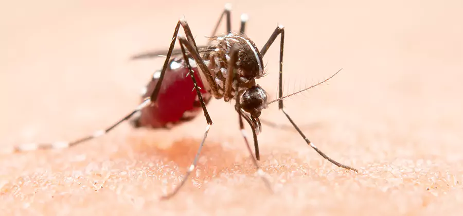 Pond Mosquito Control and Water Treatment in Cape Coral
