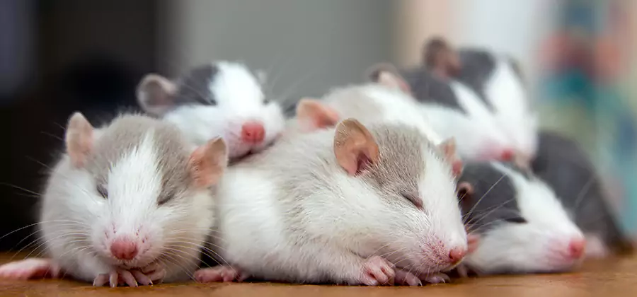 Cape Coral Pet Safe Mice Control