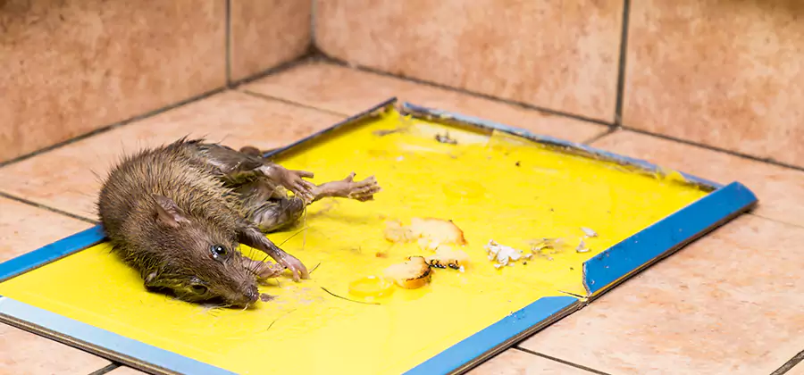 Mouse and Rat Control in Cape Coral