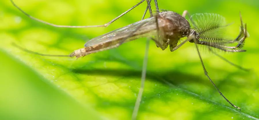 Herbal Mosquito Repellent Treatment in Cape Coral