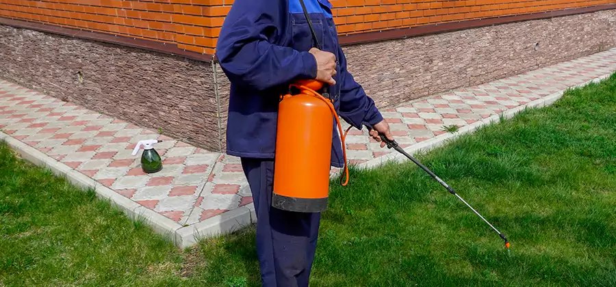 Non Toxic Termite Treatment in Cape Coral